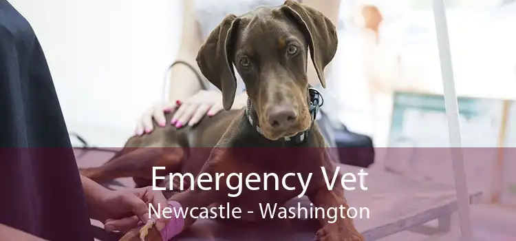 Emergency Vet Newcastle - Washington