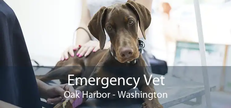 Emergency Vet Oak Harbor - Washington