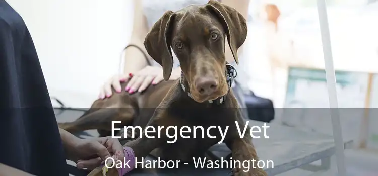Emergency Vet Oak Harbor - Washington