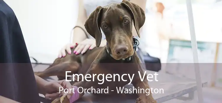 Emergency Vet Port Orchard - Washington