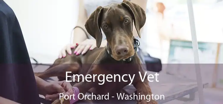 Emergency Vet Port Orchard - Washington