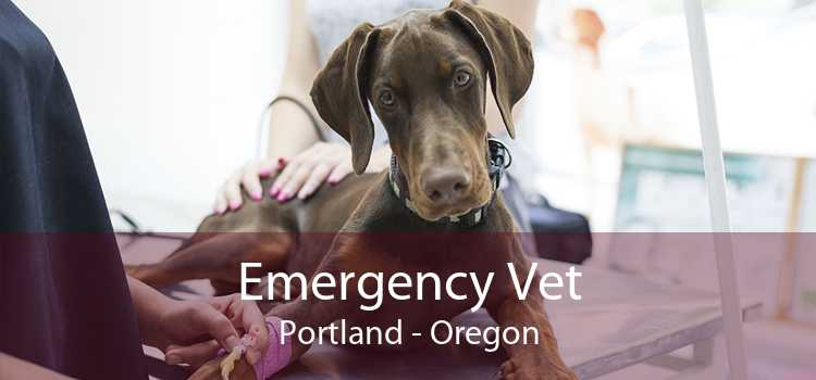 Emergency Vet Portland - Oregon