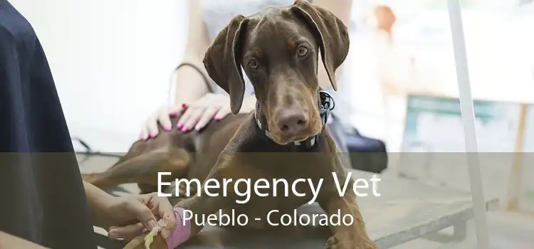 Emergency Vet Pueblo - Colorado