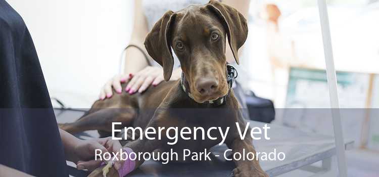 Emergency Vet Roxborough Park - Colorado