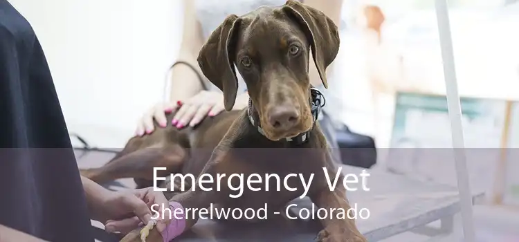 Emergency Vet Sherrelwood - Colorado