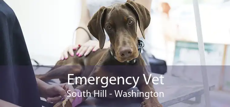 Emergency Vet South Hill - Washington