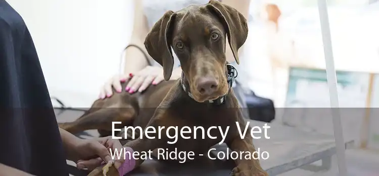 Emergency Vet Wheat Ridge - Colorado