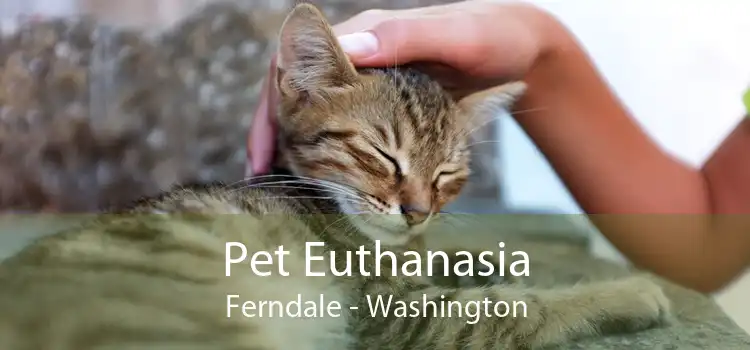Pet Euthanasia Ferndale - Washington