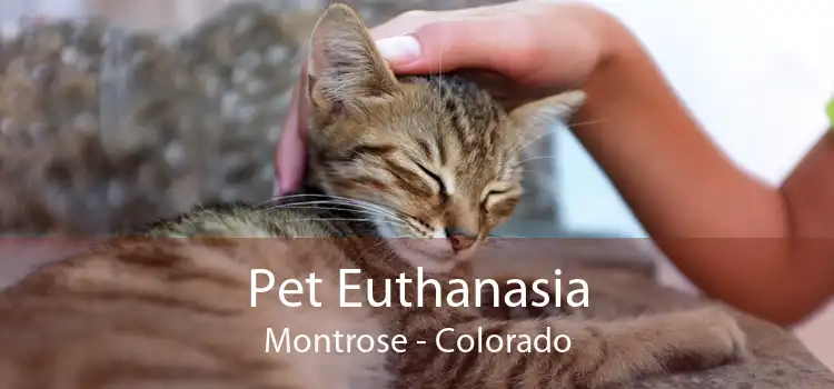 Pet Euthanasia Montrose - Colorado