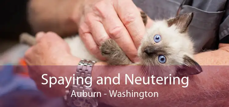 Spaying and Neutering Auburn - Washington