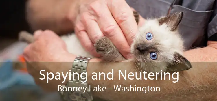Spaying and Neutering Bonney Lake - Washington