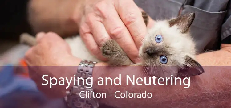 Spaying and Neutering Clifton - Colorado