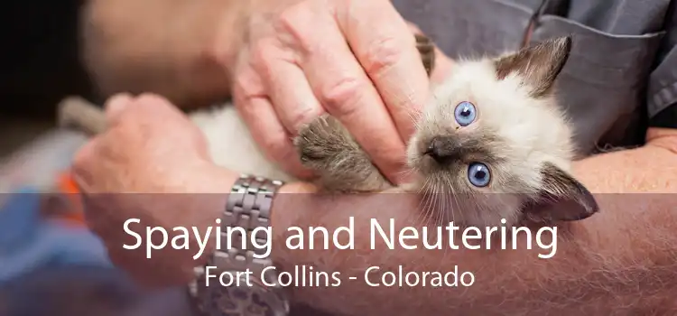 Spaying and Neutering Fort Collins - Colorado