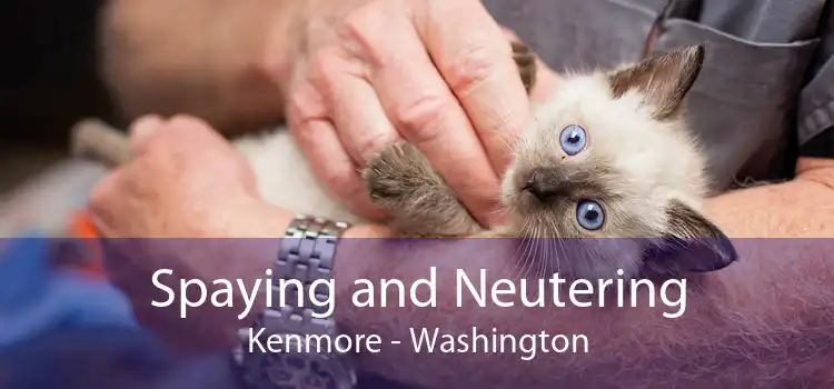 Spaying and Neutering Kenmore - Washington