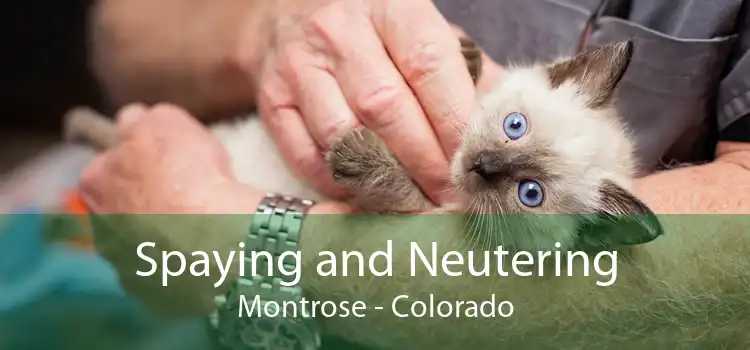 Spaying and Neutering Montrose - Colorado
