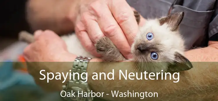 Spaying and Neutering Oak Harbor - Washington