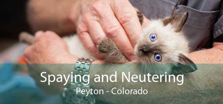 Spaying and Neutering Peyton - Colorado