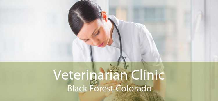 Veterinarian Clinic Black Forest Colorado