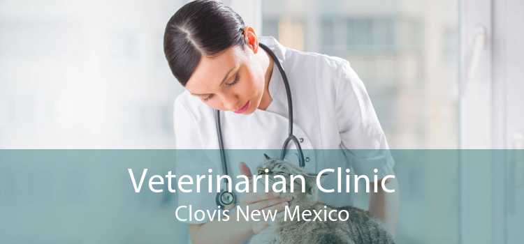 Veterinarian Clinic Clovis New Mexico