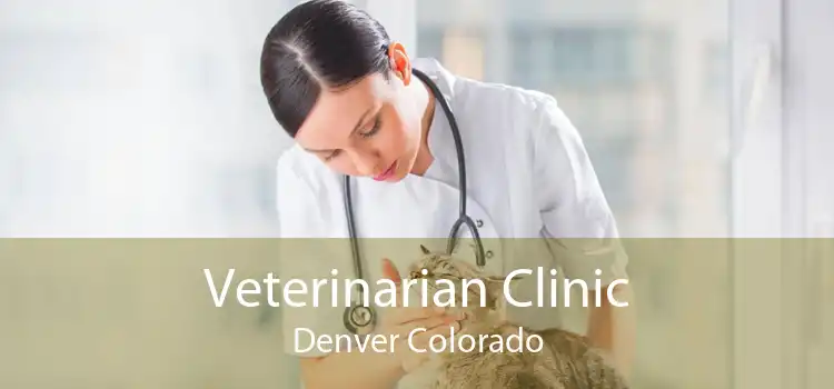 Veterinarian Clinic Denver Colorado