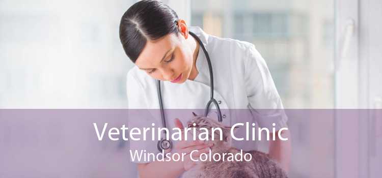 Veterinarian Clinic Windsor Colorado