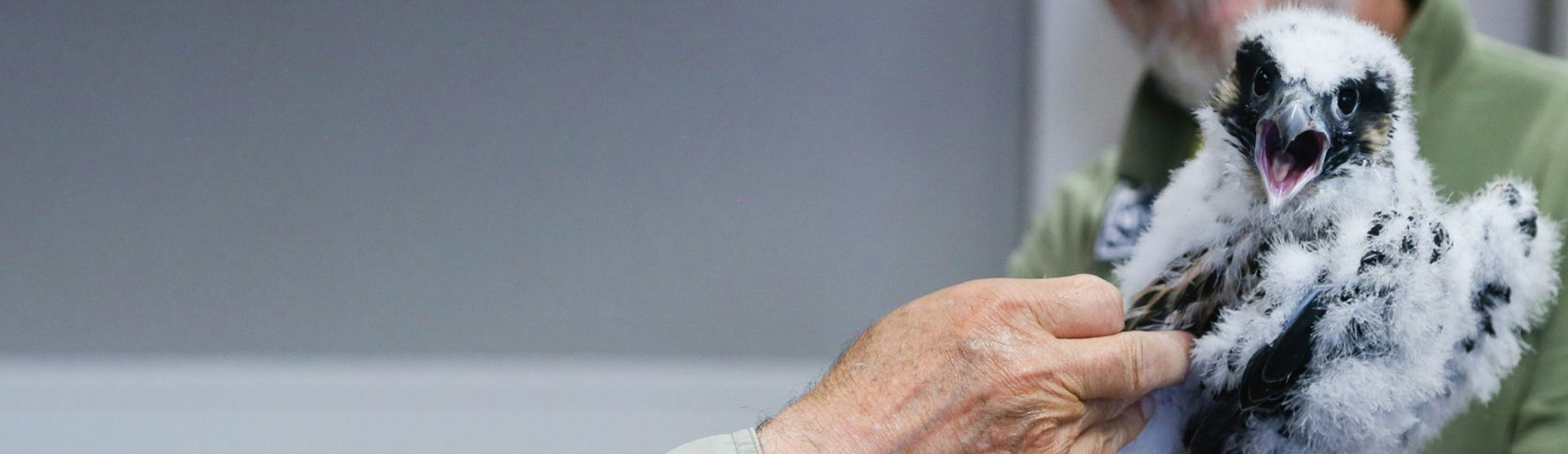 Bird Vet Westminster Emergency Exotic Avian Vet Near Me