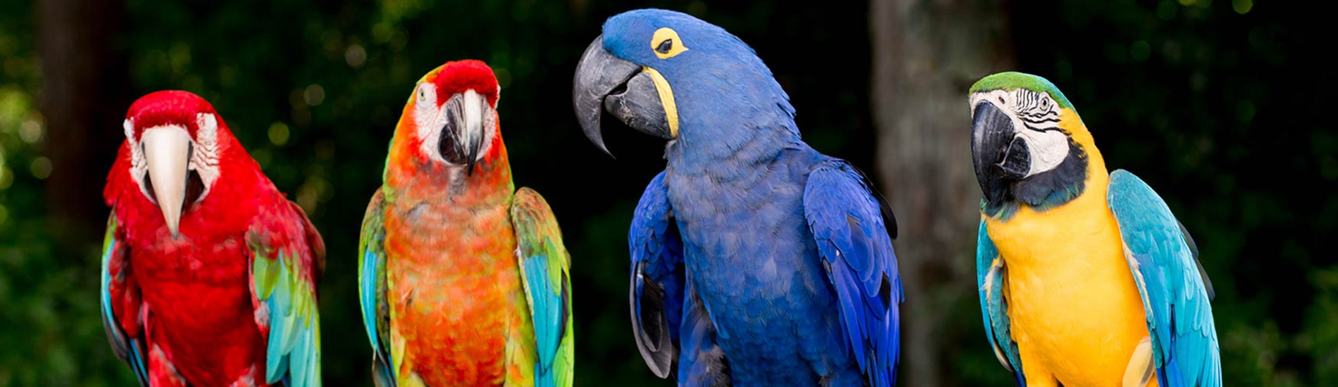 Bird Vet Columbine Emergency Exotic Avian Vet Near Me