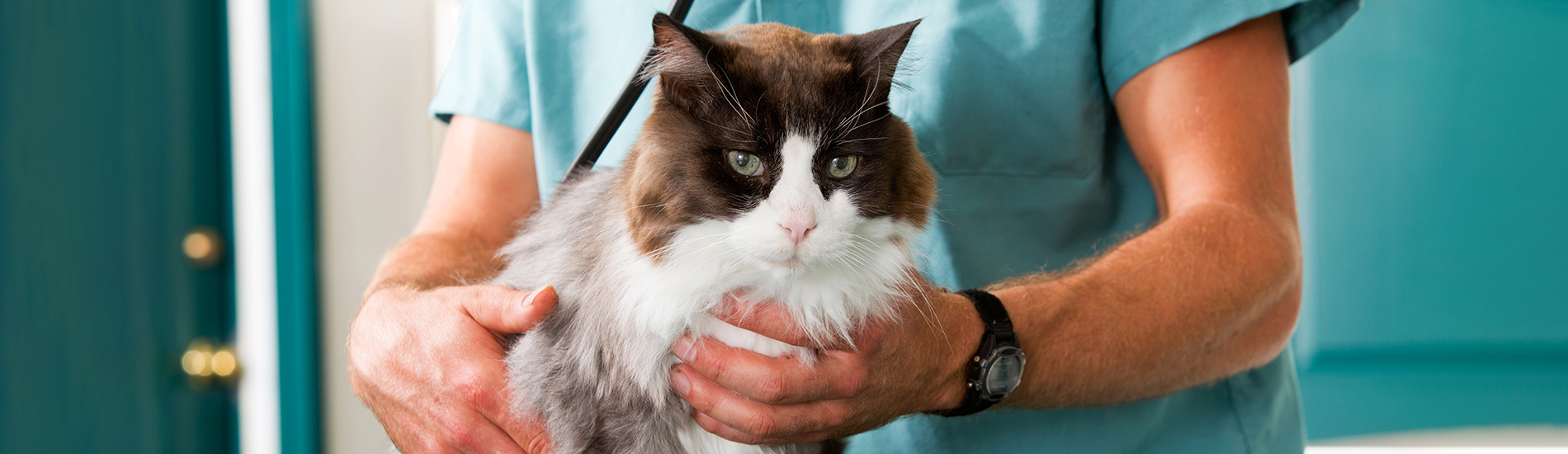 Spaying And Neutering Issaquah Low Cost Pet Spay And Neuter Clinic