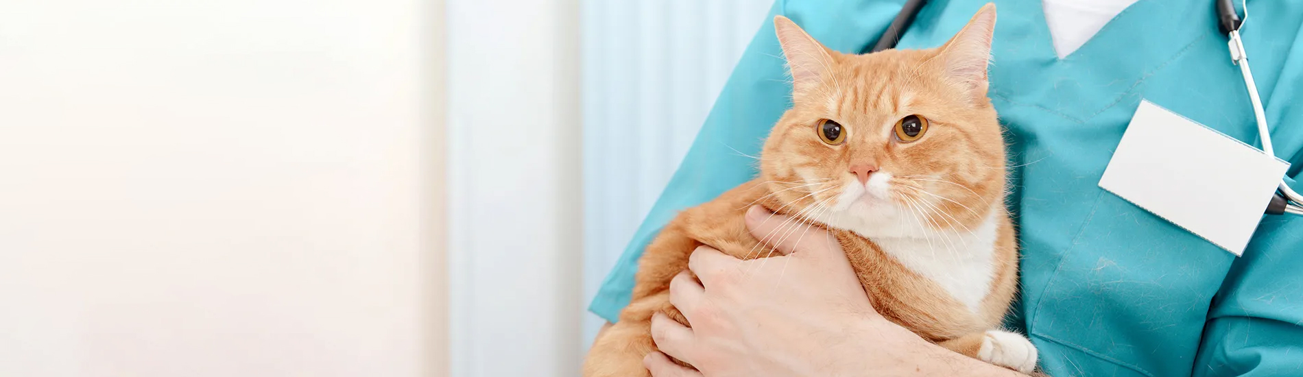 Spaying And Neutering Denver Low Cost Pet Spay And Neuter Clinic