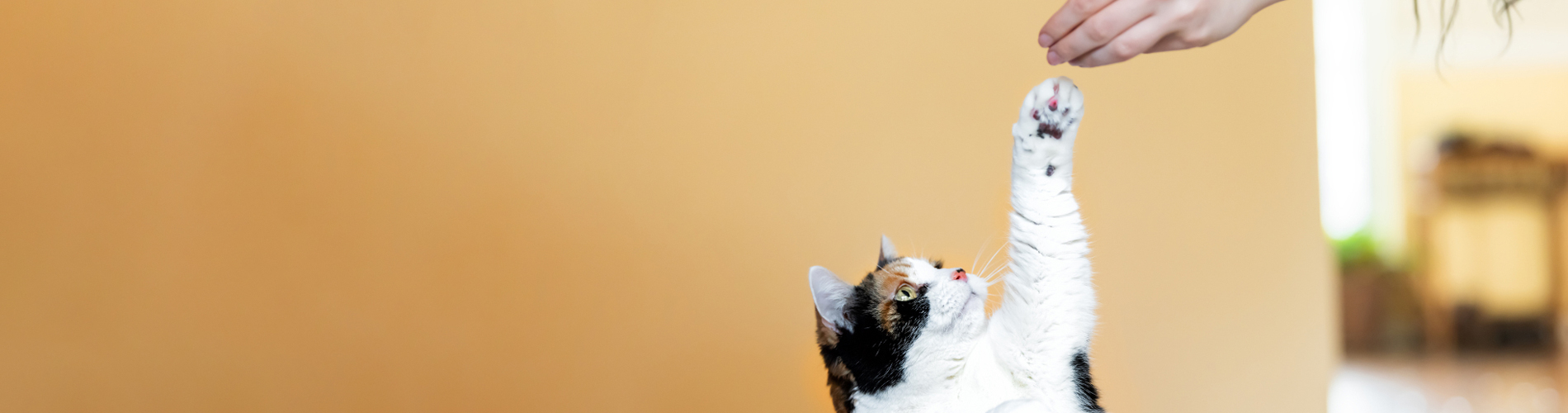 Veterinarian Clinic Placitas Emergency Vet And Pet Clinic Near Me