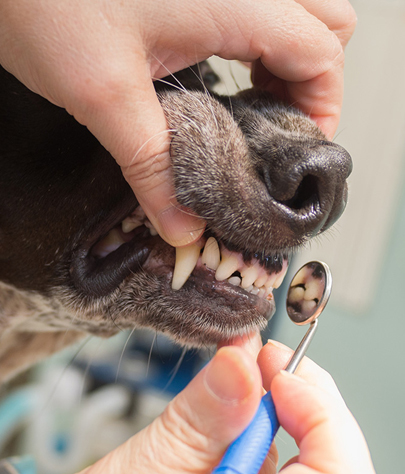 Chaparral Dog Dentist