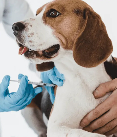 Dog Vaccinations in Martha Lake