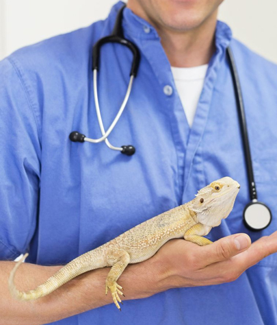 Silver Firs Reptile Vet