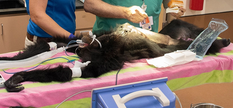 Denver animal hospital veterinary operation
