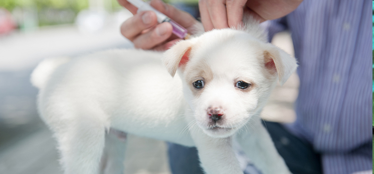dog vaccination clinic in Martha Lake
