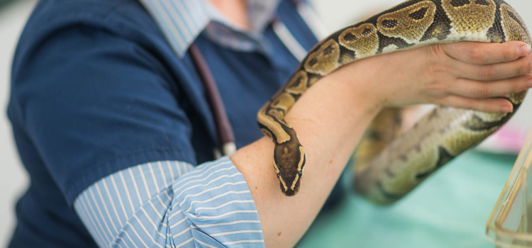 skilled vet care for reptiles in Spokane